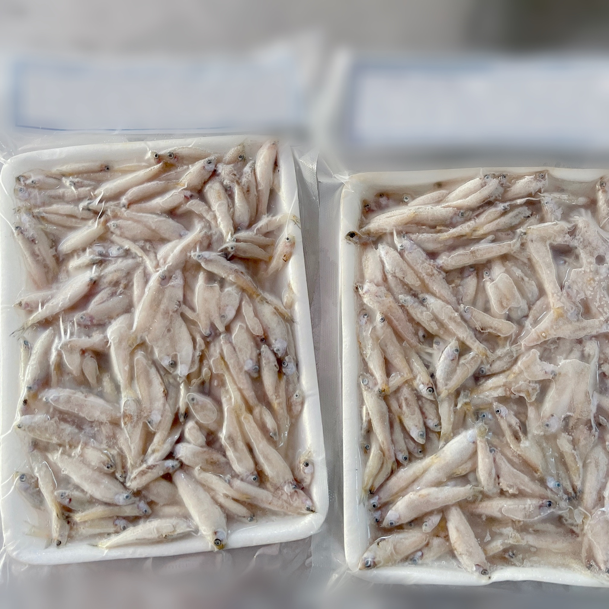 Fresh & Frozen Keski (Silver Fish) Exporters in Vietnam - Asia