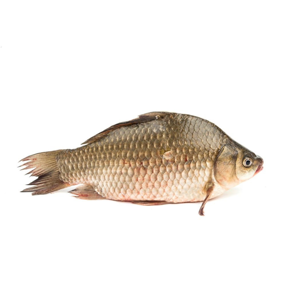 Frozen Chitala (Chital) Whole Fish & Fish Paste Suppliers - Vietnam