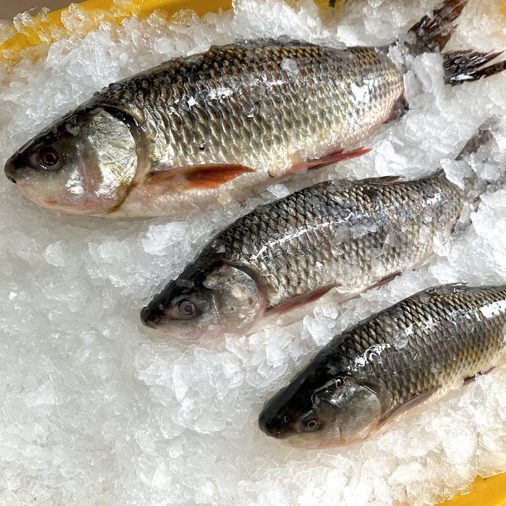 Best Price Frozen Rohu Fish Whole & Sliced Exporters in Vietnam