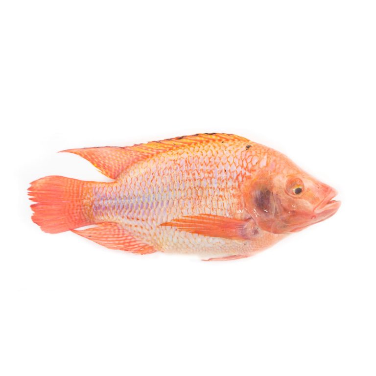 Best Price High Quality Frozen Red Tilapia Suppliers & Exporters