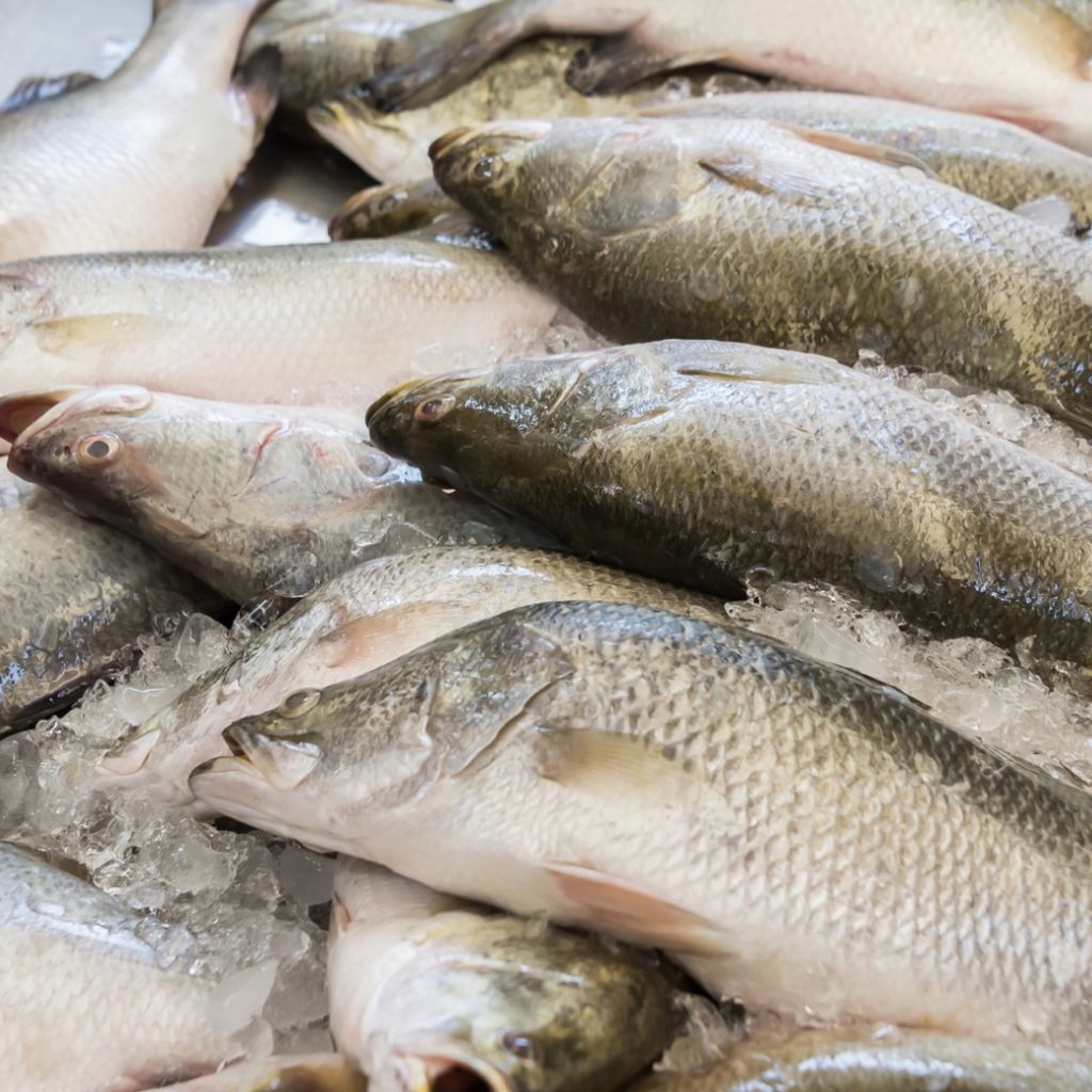 Fresh & Frozen Freshwater Barramundi for Export at Good Price