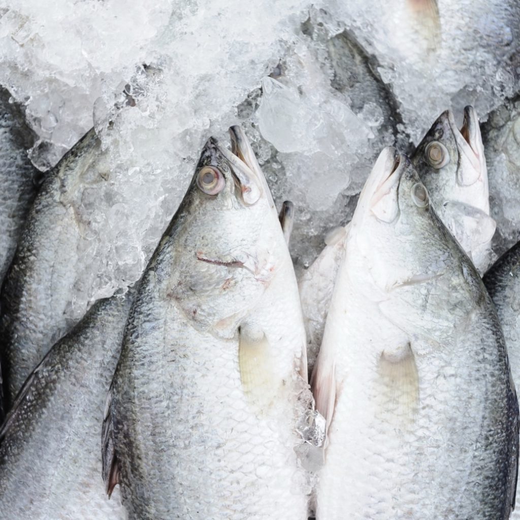 Fresh & Frozen Freshwater Barramundi for Export at Good Price